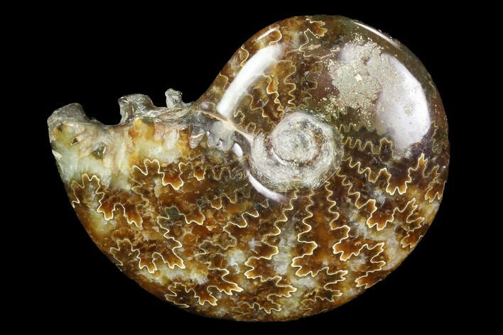 Polished, Agatized Ammonite (Cleoniceras) - Madagascar #97321